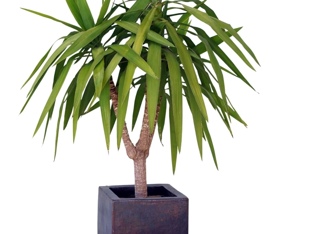 yucca îngrijire jpeg