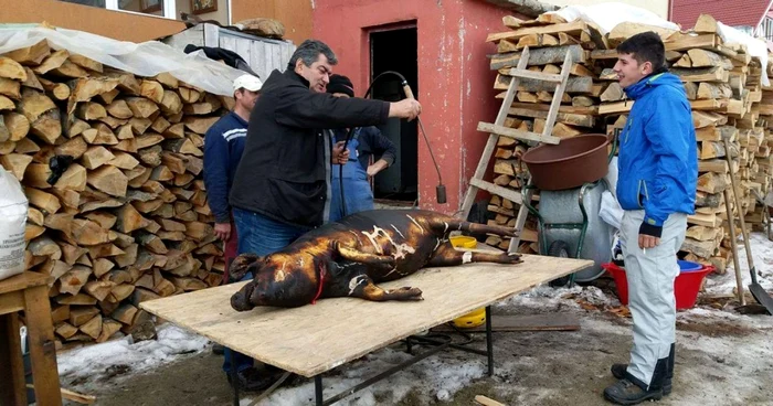 Porcul sacrificat a cântărit 120 de kilograme