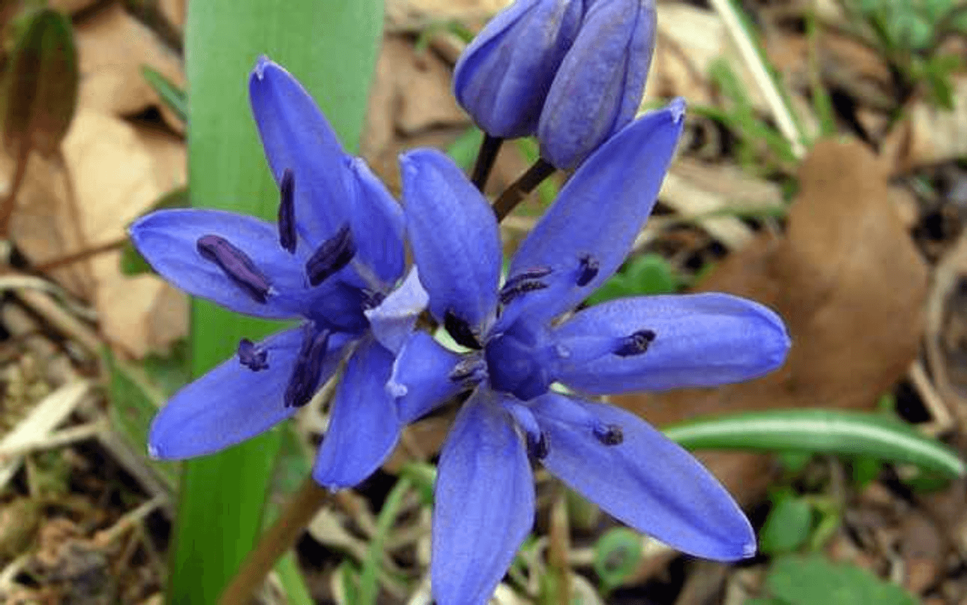 Scilla bifolia пролеска двулистная