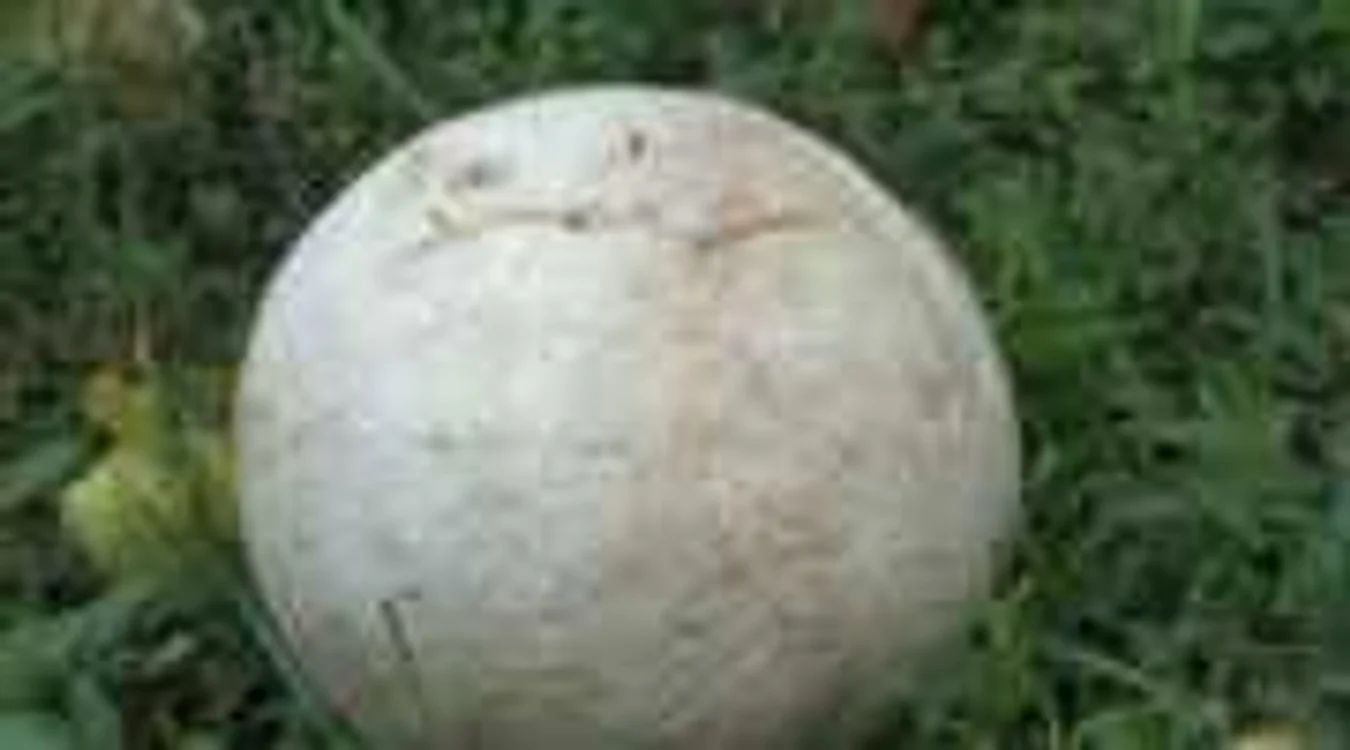 Ciuperca gigant