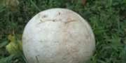 Ciuperca gigant