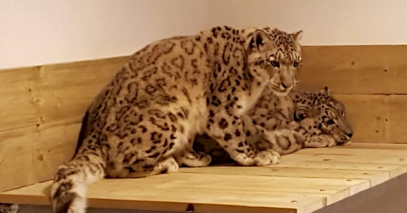 Leoparzii zăpezii sunt noua atracţie de la Zoo Braşov.