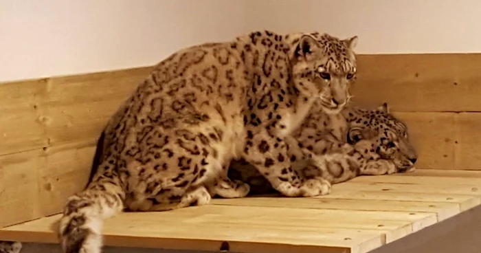 Leoparzii au ajuns la ZOO Braşov. FOTOPrimăria Braşov