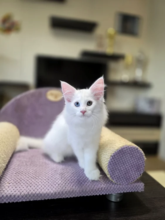 WILD FOREST'S QUASI STELLAR jpg