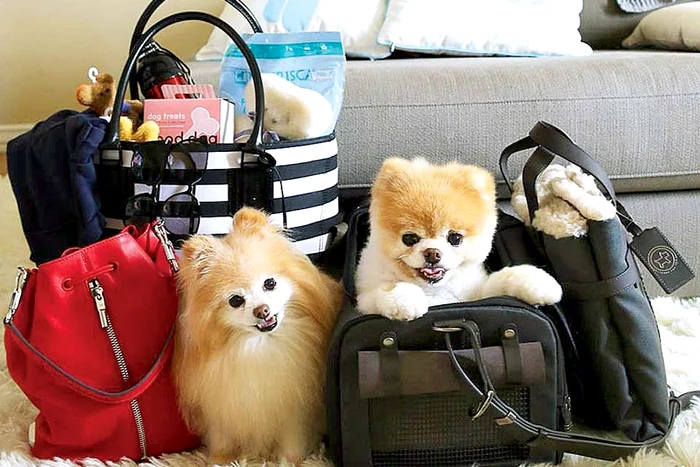 Boo (Fotografii: hepta/ faceboock.com)