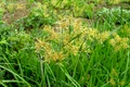 cyperus esculentus jpg