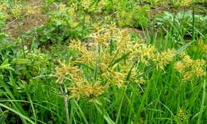 cyperus esculentus jpg