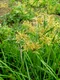 cyperus esculentus jpg