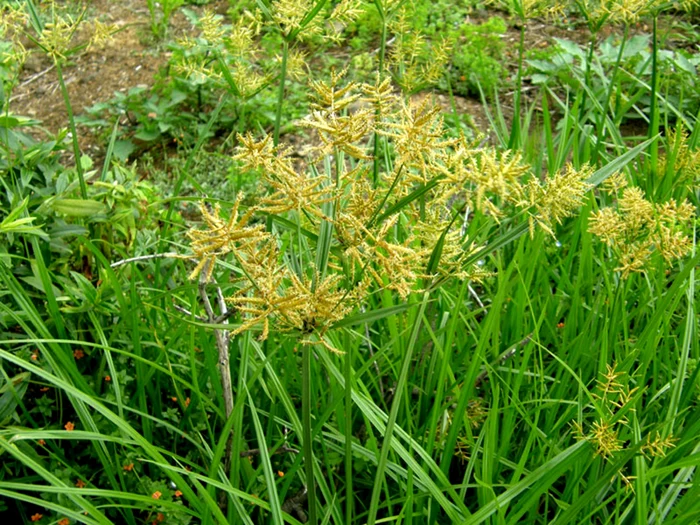Noua plantă a fost adusă în România