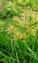 cyperus esculentus jpg