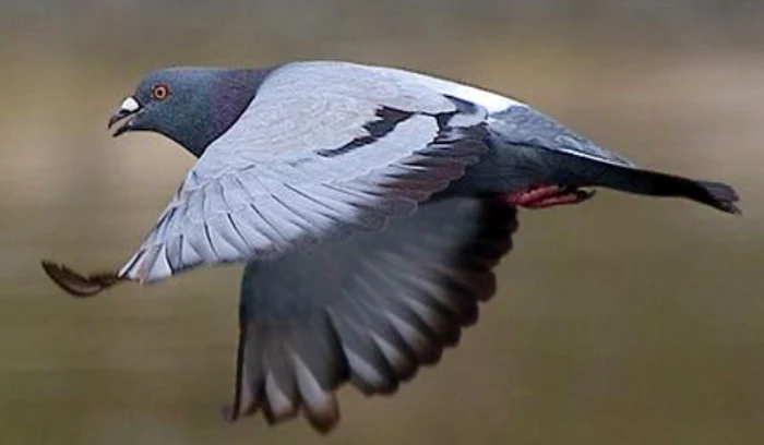 
    Porumbelul a fost prins în zona graniței dintre India și Pakistanfoto: descopera.ro  