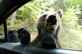 Urs pe Transfagarasan  Foto Tripadvisor com jpg