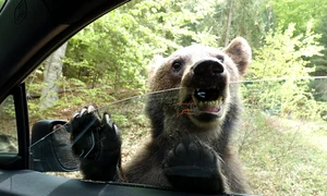 Urs pe Transfagarasan Foto Tripadvisor com jpg