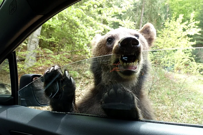 Urs pe Transfăgărășan FOTO: Arhivă