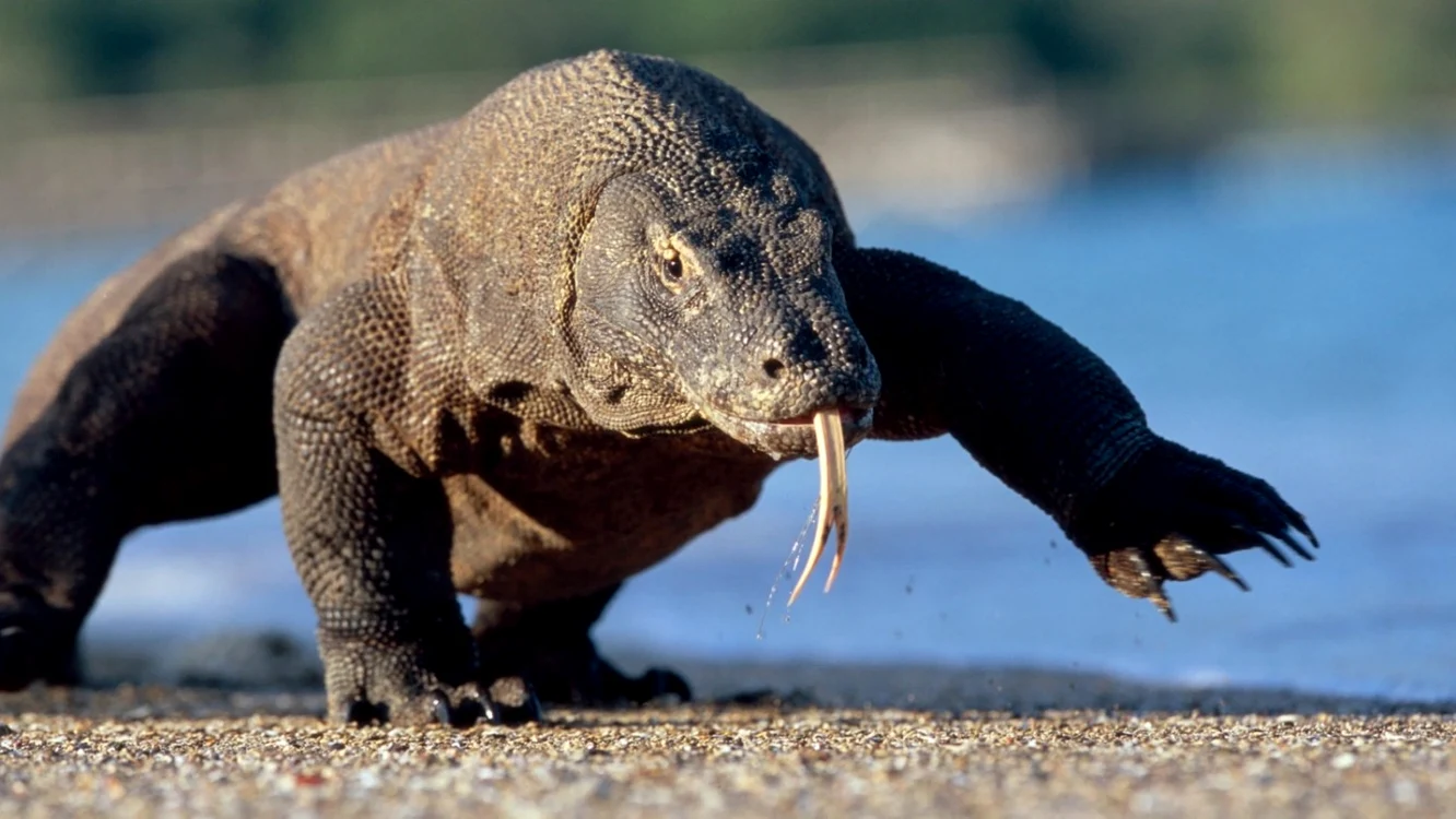 Varanul din Komodo este una din speciile ameninţate FOTO SHUTTERSTOCK