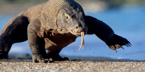 Varanul din Komodo este una din speciile ameninţate FOTO SHUTTERSTOCK