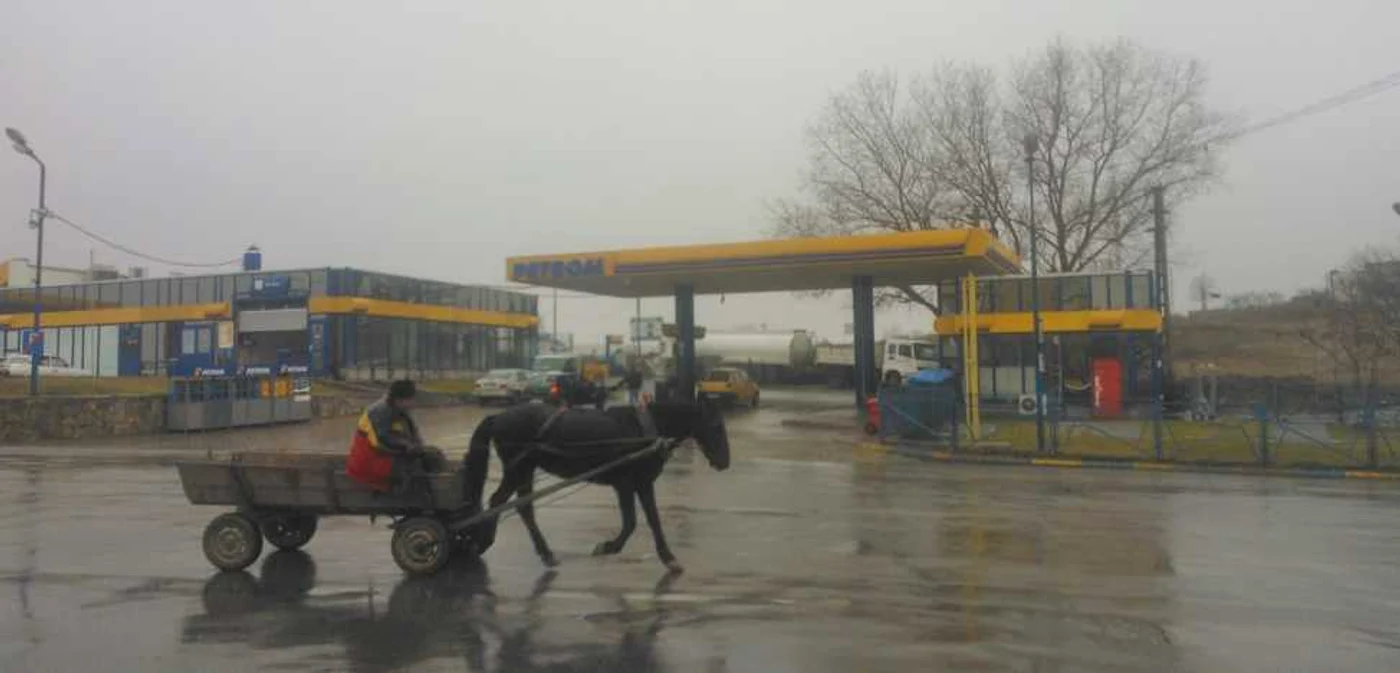 Recenta interzicere a căruţelor pe şoselele principale ar fi generat  "o creştere masivă" a numărului de cai trimişi la abator