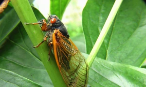 cicada jpg