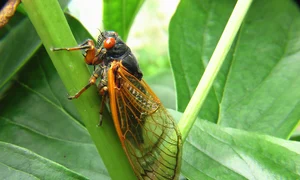cicada jpg