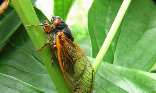 cicada jpg
