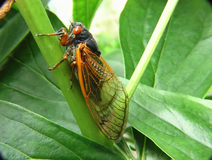 Cicada nu mușcă, nu înțeapă și nu transmite boli Foto: Pixabay.com