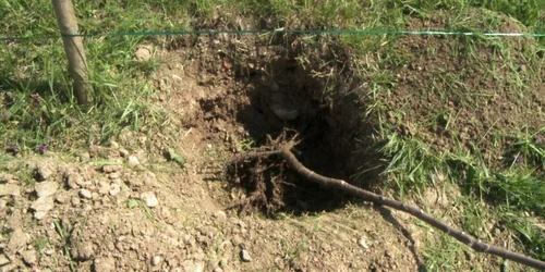 plantare copaci