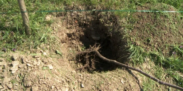 plantare copaci