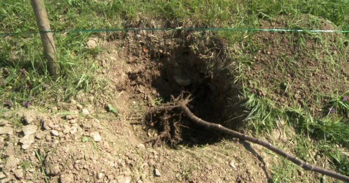 Pomii vor fi puşi la dispoziţie de municipalitate