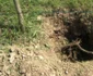 plantare copaci