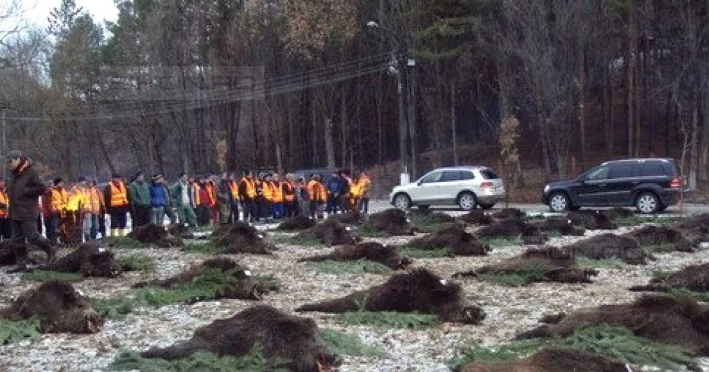 Unul din mistretii impuscati a fost gasit cu trichineloza Foto Adevarul