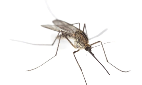 1 tantar shutterstock 55130686 jpg jpeg