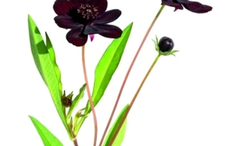 1 52844 original jpg jpeg