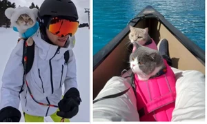 colaj motani aventurieri jpg