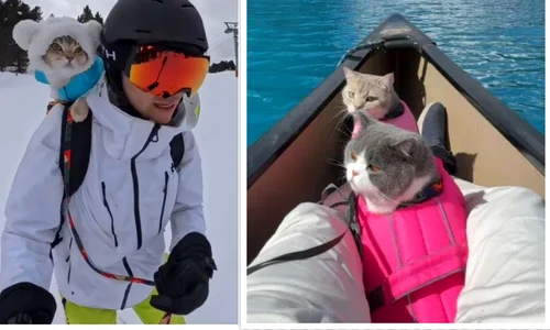 colaj motani aventurieri jpg