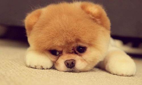 1 82692 original jpg jpeg