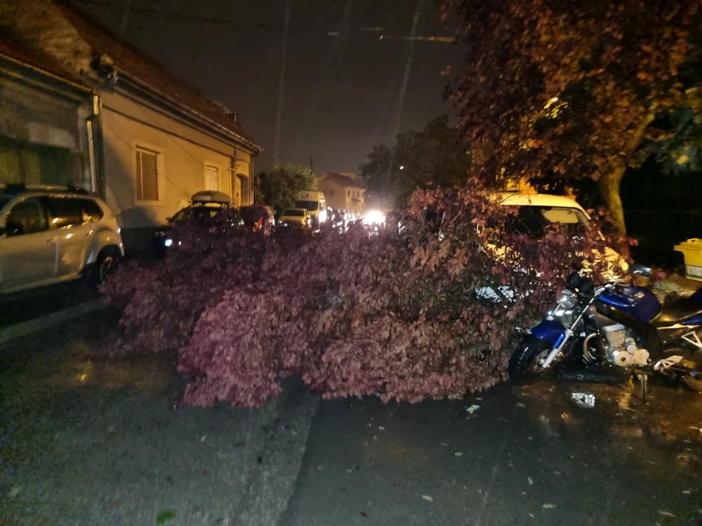 Zeci de copaci au fost doborâţi de furtuna de la Timişoara FOTO Facebook/Info Trafic