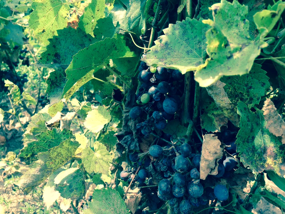 Locuitorii din Băileşti, oraşul lui Amza Pellea, se plâng că anul acesta nu au din ce să facă vin 