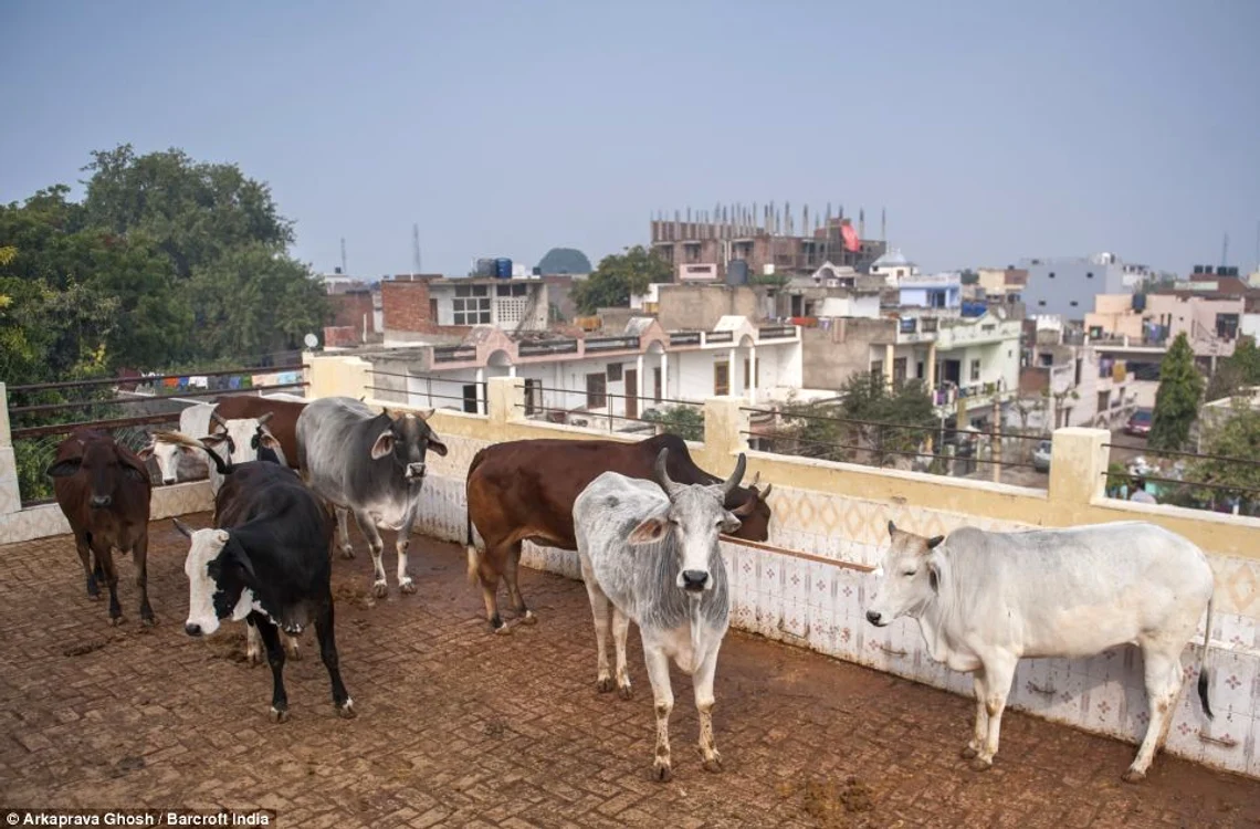 Vacile sunt considerate animale sfiinte în India