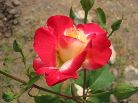 calarasi gradina