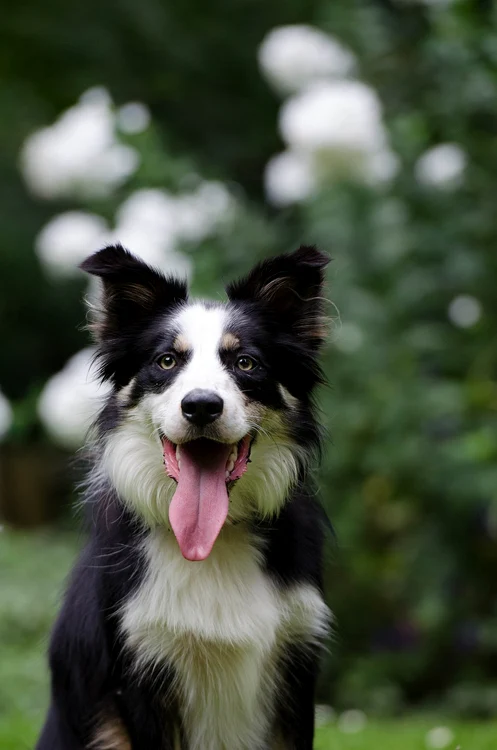 border collie 672627 1920 jpg