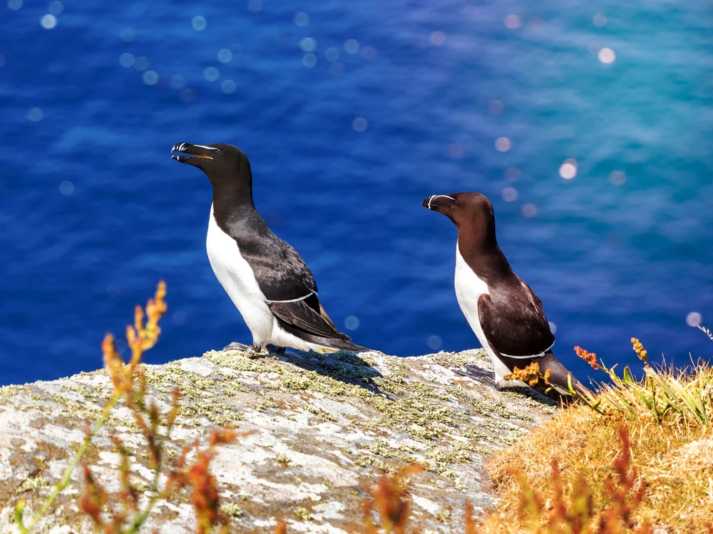Insula este populată în principal de colonii de cormorani. FOTO: Shutterstock