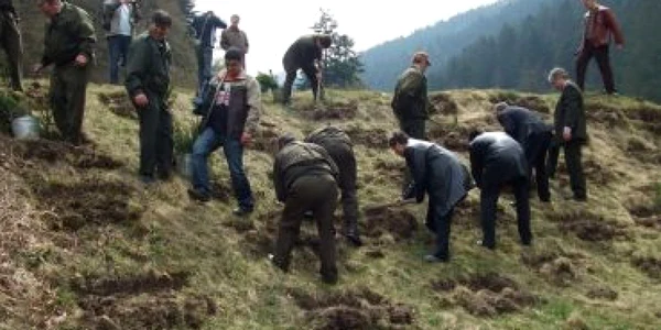 Neamţ: Dealul Cârlomanu va fi împădurit pe 4,6 hectare cu pin negru, paltin de munte şi cătina albă