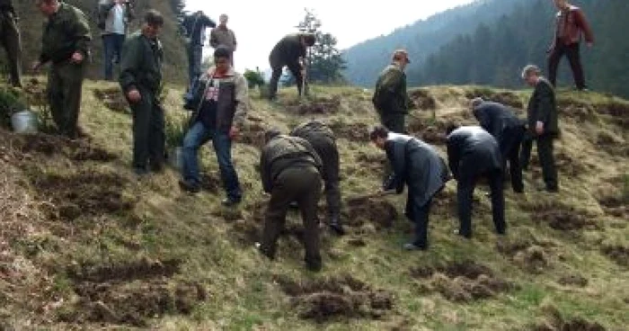 Neamţ: Dealul Cârlomanu va fi împădurit pe 4,6 hectare cu pin negru, paltin de munte şi cătina albă