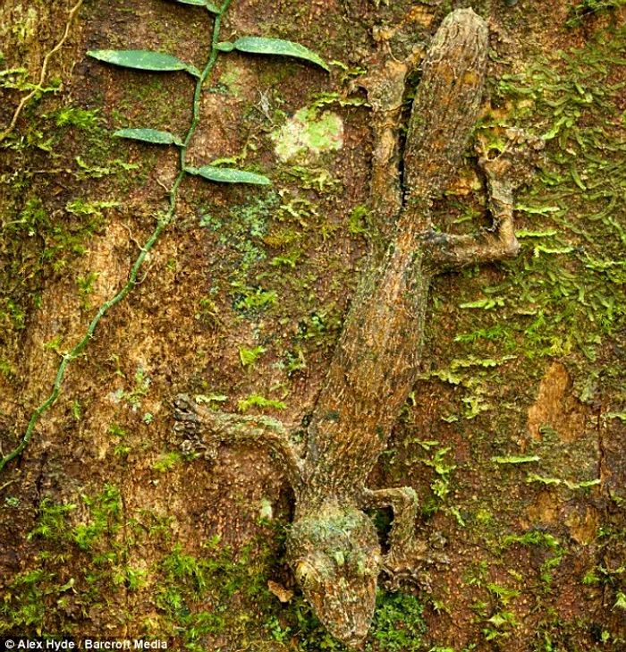 Creaturi ce se camufleaza perfect