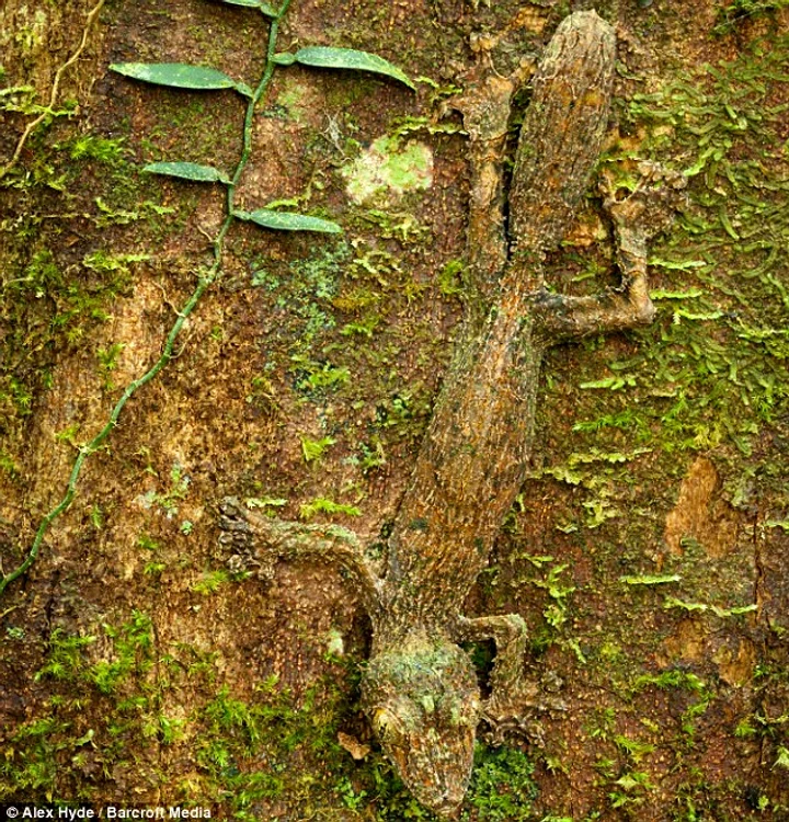 Creaturi ce se camufleaza perfect