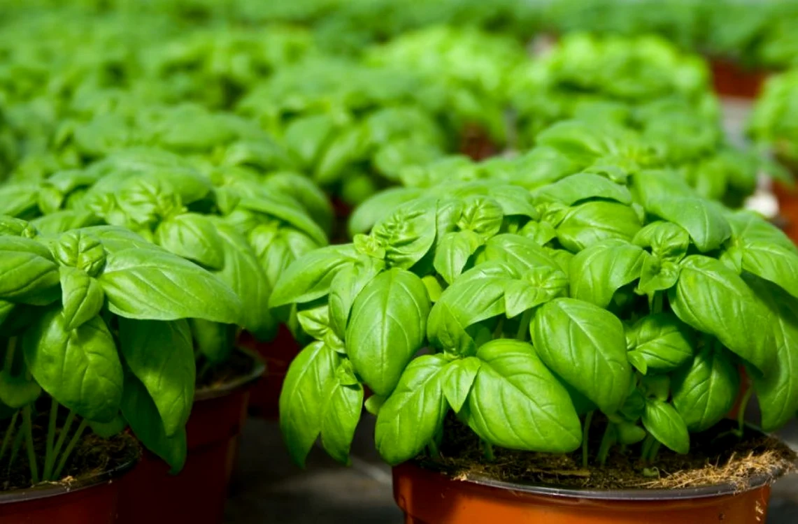 Busuiocul, o plantă minune pentru ficat FOTO Adevărul