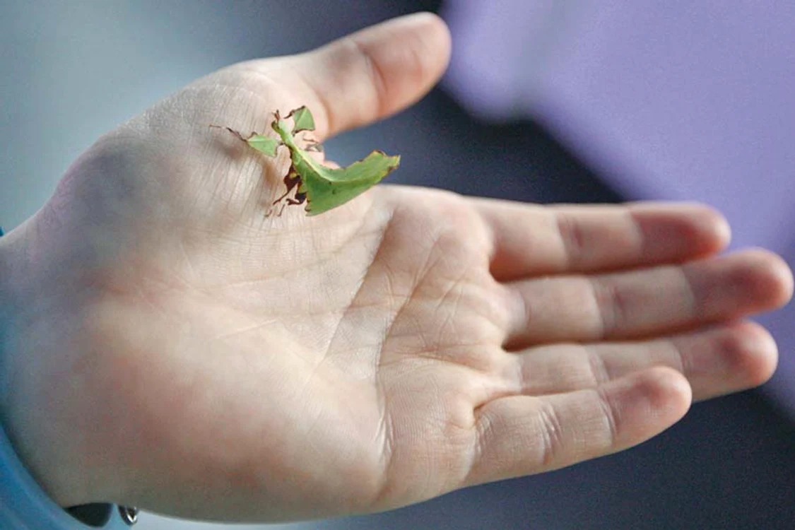 
    Copiii au studiat cu uimire  insectele care seamănă  perfect cu nişte frunze  