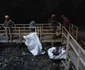 Ecologizare la Ghetarul Scărișoara Foto Parcul Natural Apuseni (11) jpg