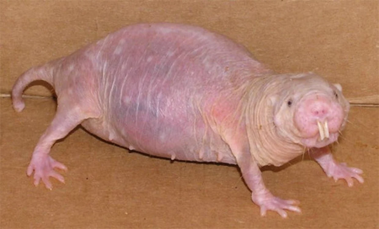 Cârtiţa fără păr