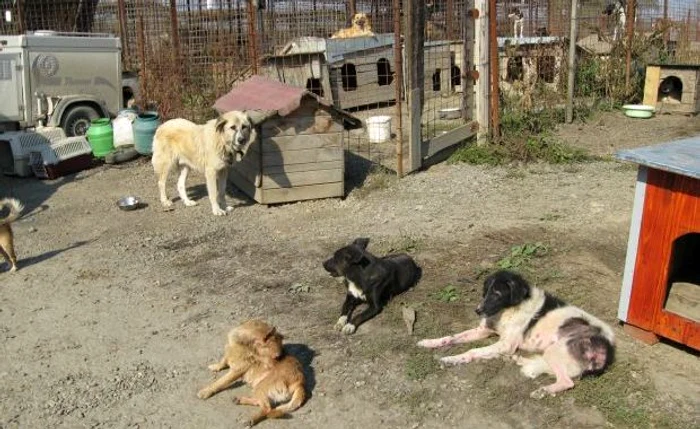 
    Câinii din Dărmăneşti vor fi împuşcaţi  